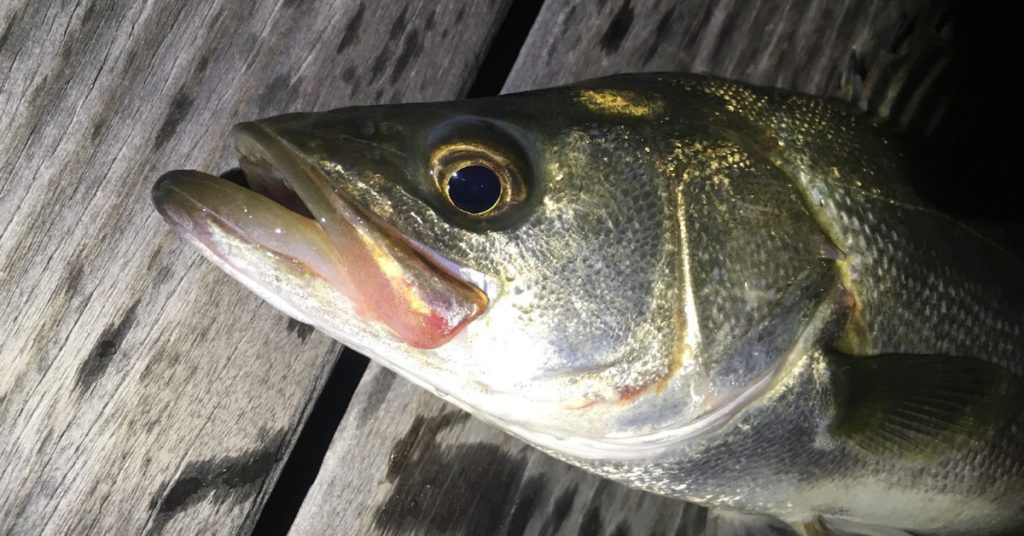 ショアジギングで釣れる魚まとめ！【フルコンプリート】を狙おう 