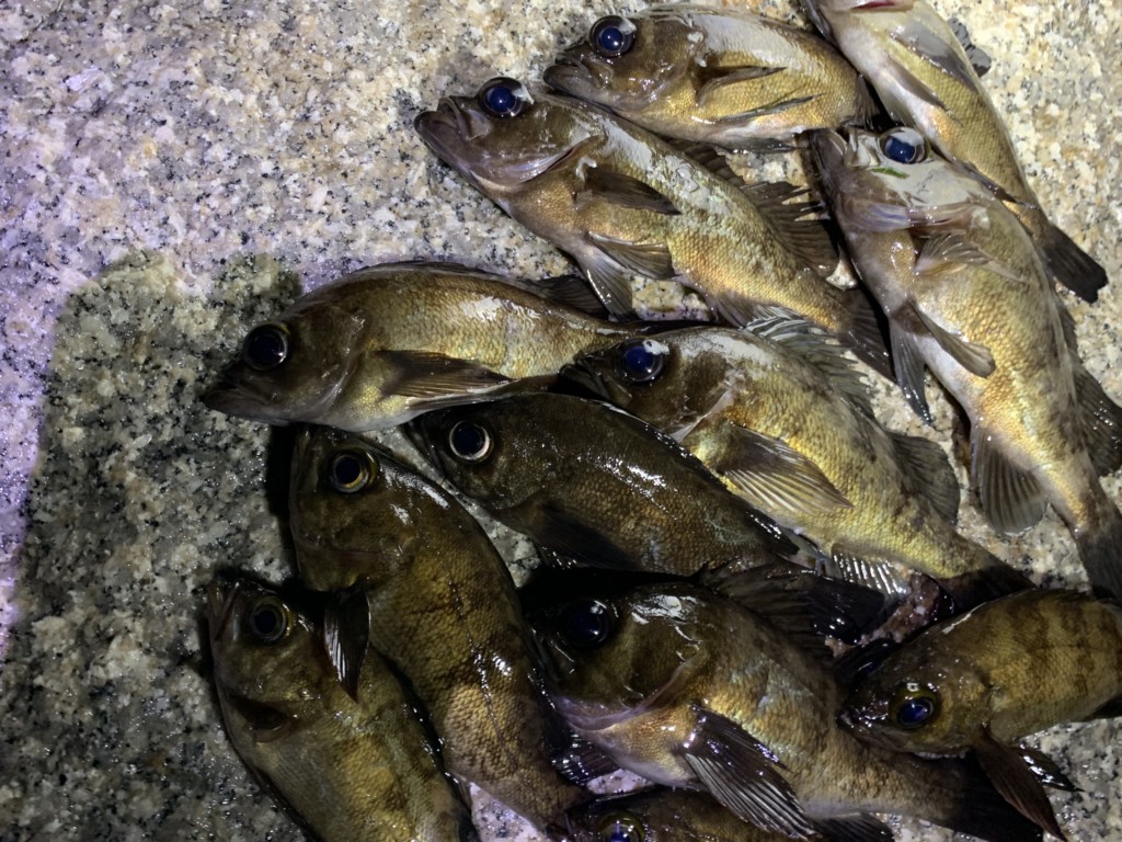 メバルをプラグで釣る シンペン ミノーの使い分けや釣り方 おすすめ１０選 ツリネタ