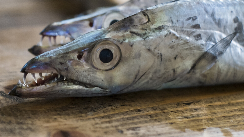 ショアジギングで釣れる魚まとめ フルコンプリート を狙おう ツリネタ